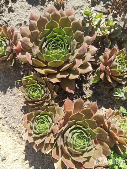 Молодило или каменная роза (улица, дом)