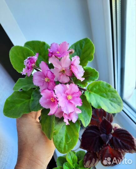 Фиалка, лилейник