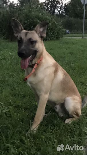 Метис овчарки в добрые руки