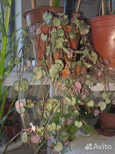 Церопегия вуда