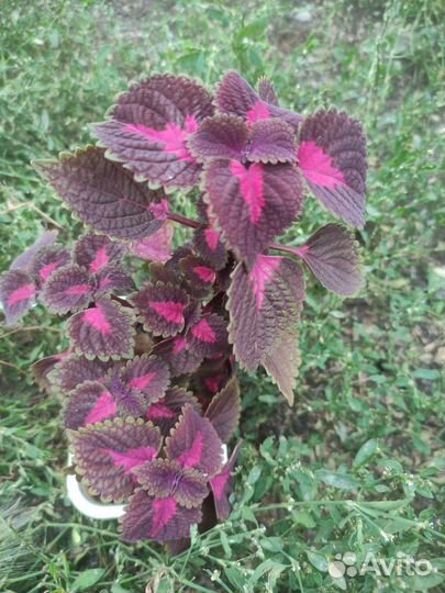 Кактус, колеус