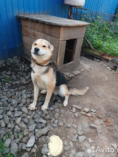 Собака в добрые руки