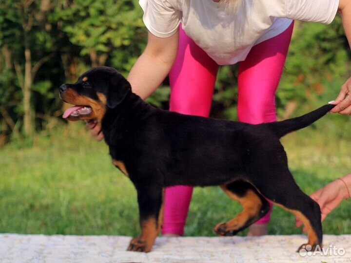 Щенок. Девочка, 4.5 месяца