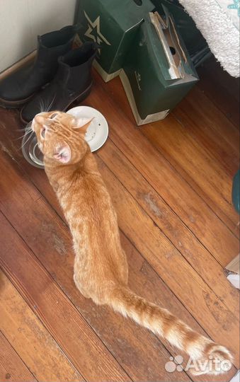 Котик в добрые руки