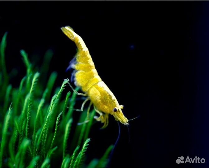 Растения Креветки Neocaridina