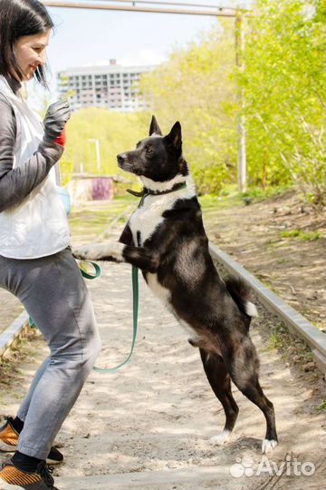 Воспитанный Барто в добрые руки