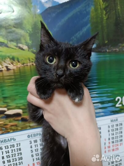 Кошечка стерилизованная