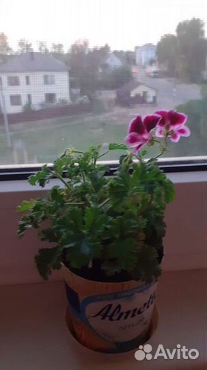 Пеларгония Ангел