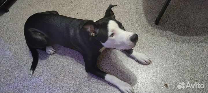 Американский питбуль