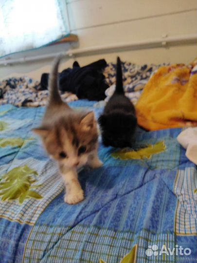 Котики бесплатно в добрые руки