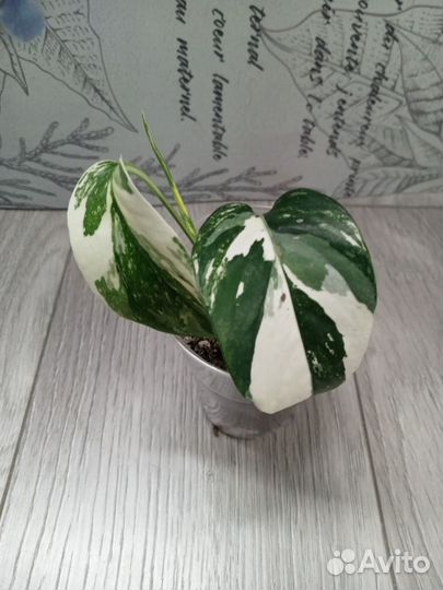 Эпипремнум пиннатум вайт вариегатный