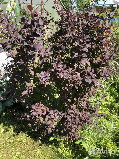 Барбарис тунберга