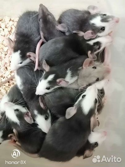 Крыски крысята крысы дамбо хаски