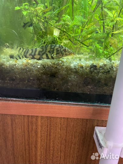 Рыбка мовморный боция