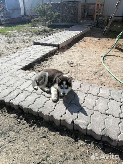 Щенки сибирской хаски