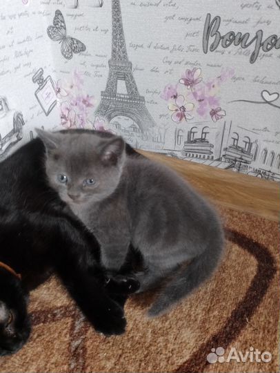 Британская