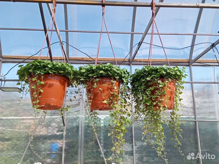 Дихондра изумрудная