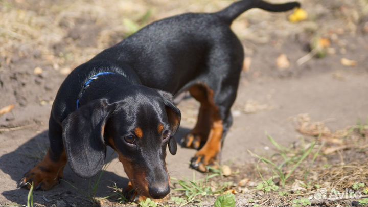 Вязка, Такса миниатюрная, кобель