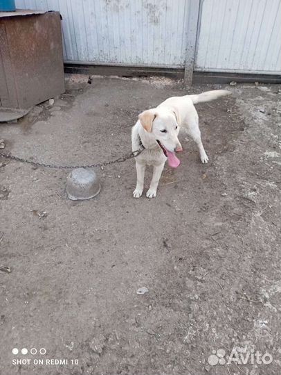 Собака в добрые руки