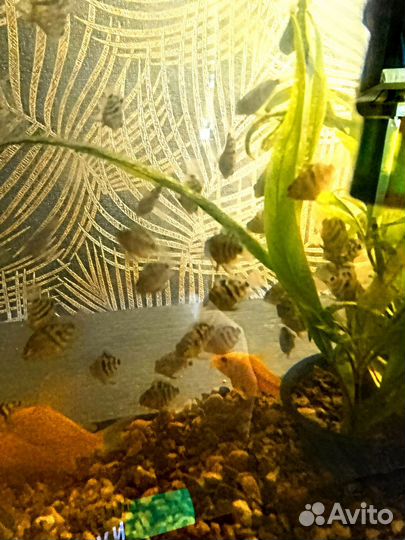 Сапфировые попугайчики