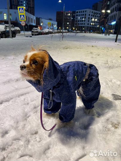 Комбинезон для спаниеля Monami