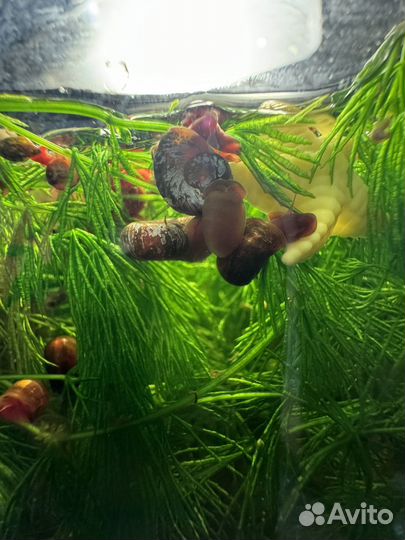 Улитки в добрые руки