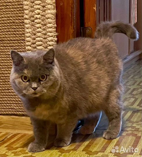 Боня ищет королевство, чтобы царствовать