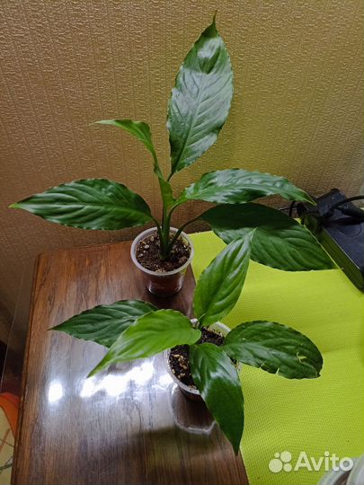 Спатифиллум