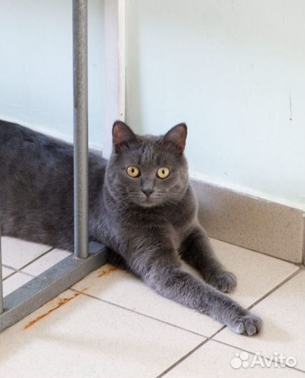 Чудный Гриша