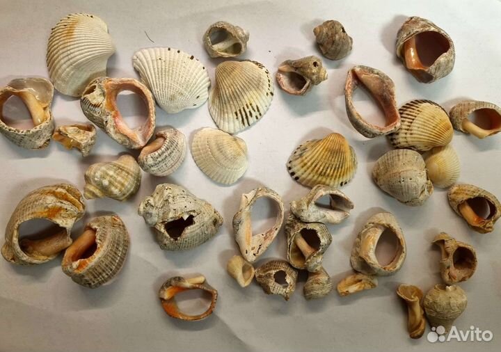 Ракушки морские