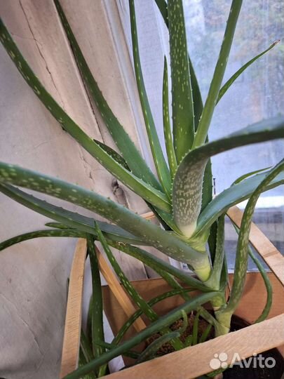 Цветок алоэ 7лет