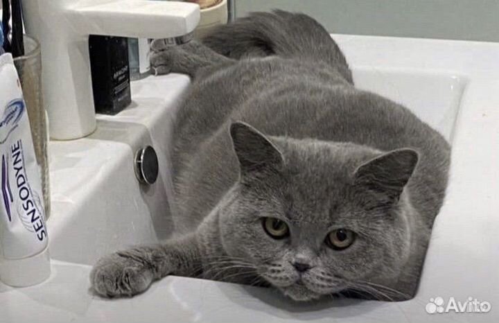 Шотландская прямоухая кошка