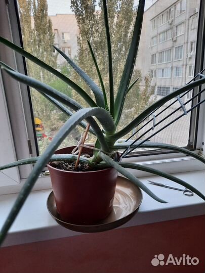 Алое вера лечебный