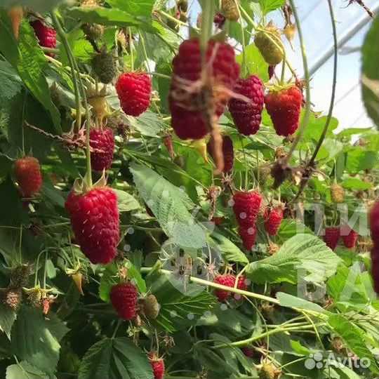 Саженцы малины Пшехиба