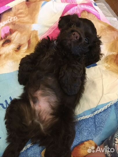 Вязка американский кокер спаниель