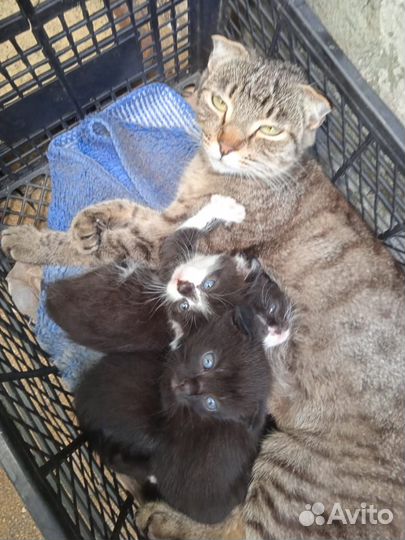 Вислоухие котята в добрые руки