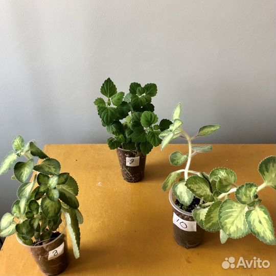 Комнатные цветы отростки