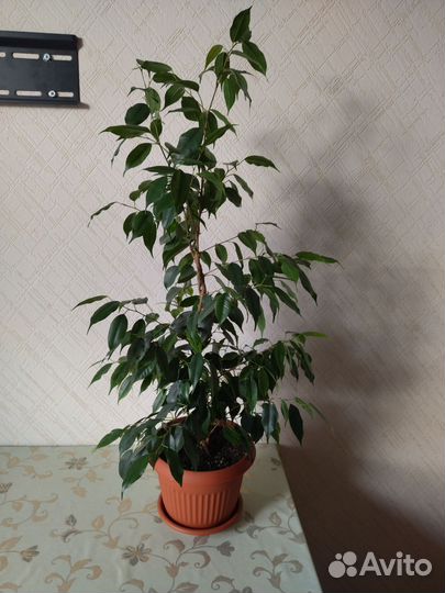 Фикус бенджамина