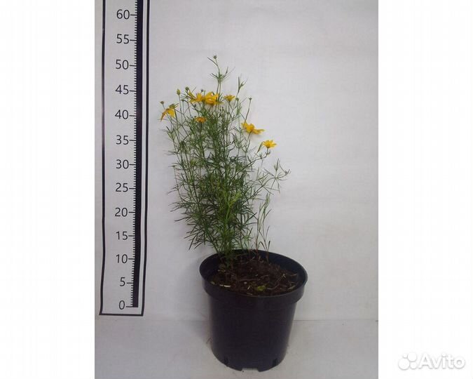 Кореопсис мутовчатый Moonbeam