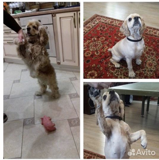 Стрижка собак и кошек