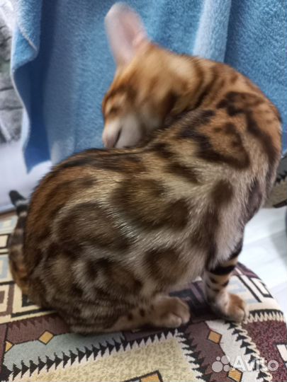 Бенгальские котята в элитных шубках редкого окраса