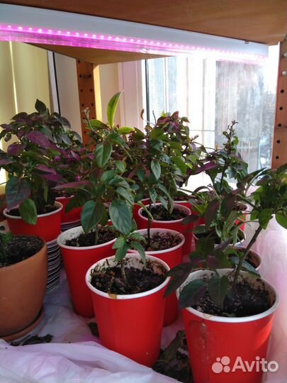 Перец комнатный острый