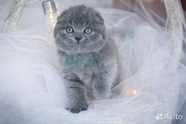 Вислоухие котята