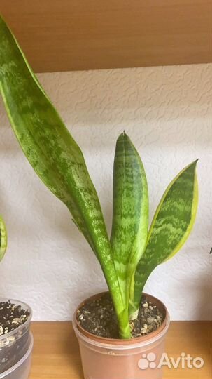 Сансевиерия