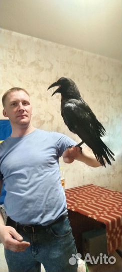 Птенец Черного ворона