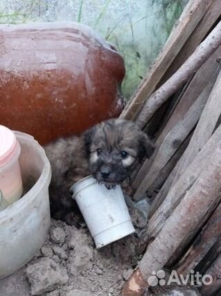 Щенки в добрые руки