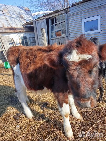 Телочки,коровы