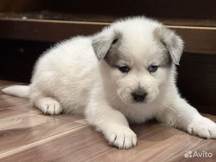 Собака в добрые руки щенок