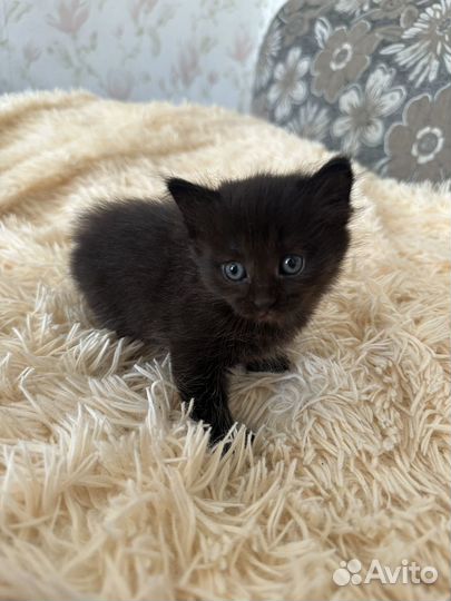 Чисто черный котенок девочка в добрые руки