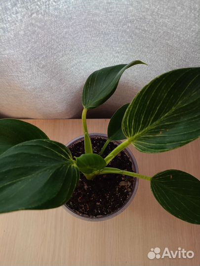 Филодендрон Биркин